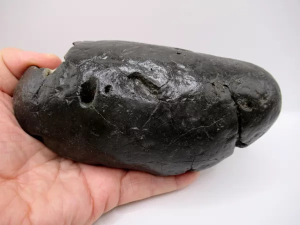 Genuine Miocene Age Megalodon Shark Coprolite Fossil for Sale from South Carolina #32