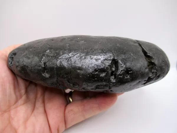 Genuine Miocene Age Megalodon Shark Coprolite Fossil for Sale from South Carolina #32a