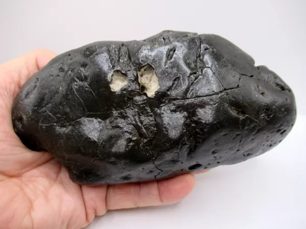 Genuine Miocene Age Megalodon Shark Coprolite Fossil for Sale from South Carolina #32b