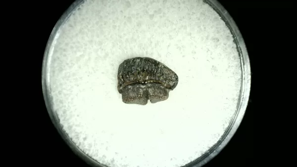 Genuine Cretaceous Age Rhombodus Ray Tooth Fossil for Sale from Texas #2