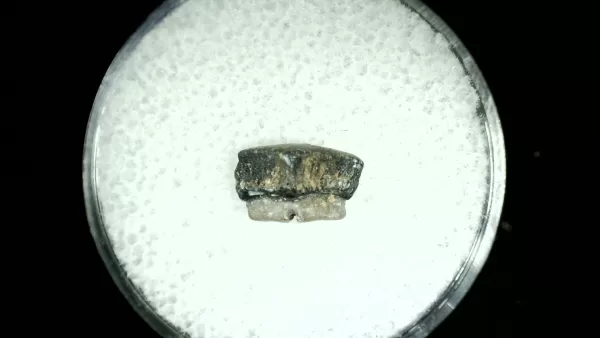 Genuine Cretaceous Age Rhombodus Ray Tooth Fossil for Sale from Texas #23