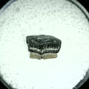 Genuine Cretaceous Age Rhombodus Ray Tooth Fossil for Sale from Texas #24