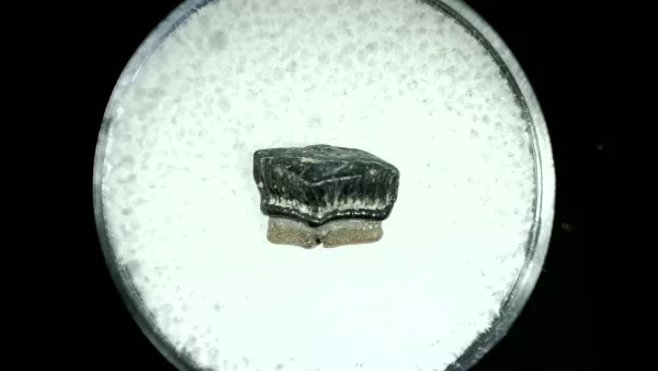 Genuine Cretaceous Age Rhombodus Ray Tooth Fossil for Sale from Texas #24