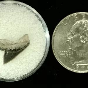 Genuine Cretaceous Age Squalicorax Shark Tooth From Texas For Sale #1