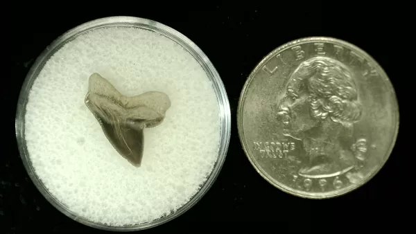 Genuine Cretaceous Age Squalicorax Shark Tooth From Texas For Sale #11