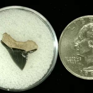 Genuine Cretaceous Age Squalicorax Shark Tooth From Texas For Sale #13