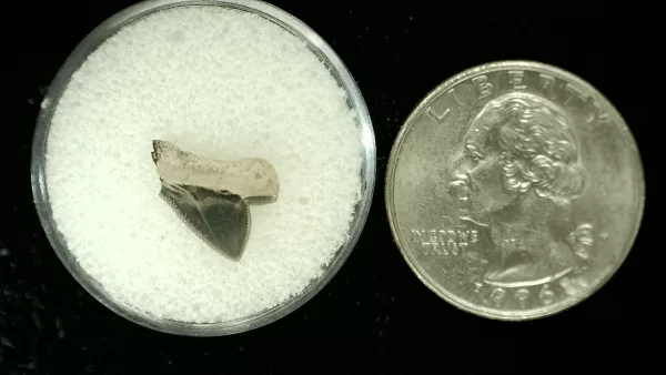 Genuine Cretaceous Age Squalicorax Shark Tooth From Texas For Sale #14