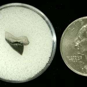 Genuine Cretaceous Age Squalicorax Shark Tooth From Texas For Sale #19