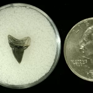 Genuine Cretaceous Age Squalicorax Shark Tooth From Texas For Sale #21