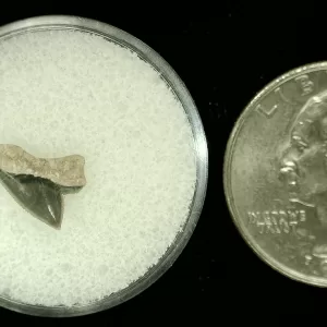 Genuine Cretaceous Age Squalicorax Shark Tooth From Texas For Sale #27