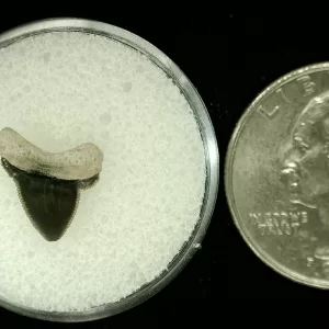 Genuine Cretaceous Age Squalicorax Shark Tooth From Texas For Sale #28