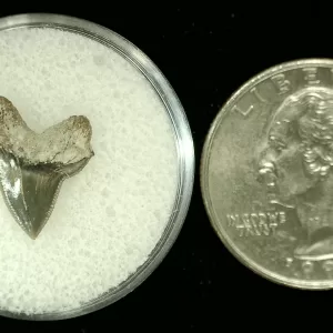 Genuine Cretaceous Age Squalicorax Shark Tooth From Texas For Sale #31