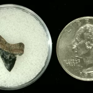 Genuine Cretaceous Age Squalicorax Shark Tooth From Texas For Sale #32