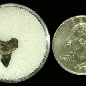 Genuine Cretaceous Age Squalicorax Shark Tooth From Texas For Sale #33