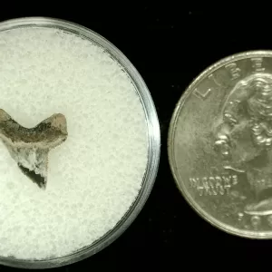 Genuine Cretaceous Age Squalicorax Shark Tooth From Texas For Sale #36