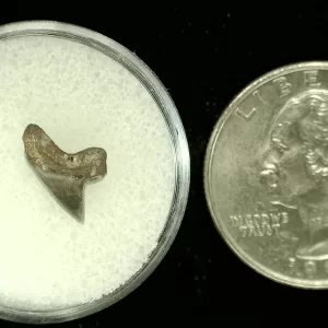 Genuine Cretaceous Age Squalicorax Shark Tooth From Texas For Sale #37