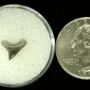 Genuine Cretaceous Age Squalicorax Shark Tooth From Texas For Sale #39