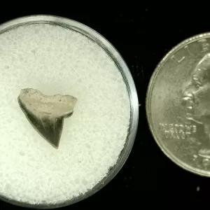 Genuine Cretaceous Age Squalicorax Shark Tooth From Texas For Sale #41