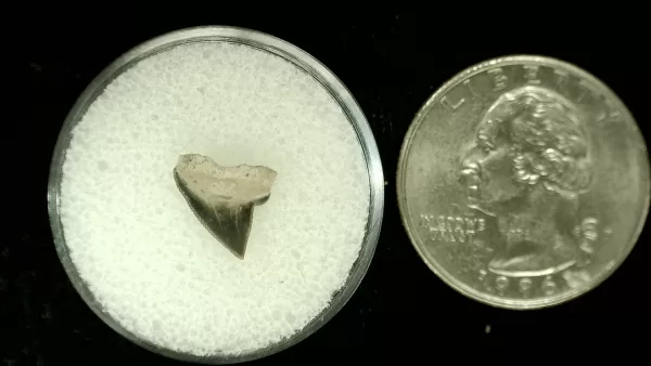 Genuine Cretaceous Age Squalicorax Shark Tooth From Texas For Sale #41