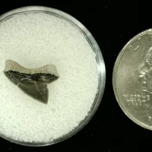 Genuine Cretaceous Age Squalicorax Shark Tooth From Texas For Sale #48