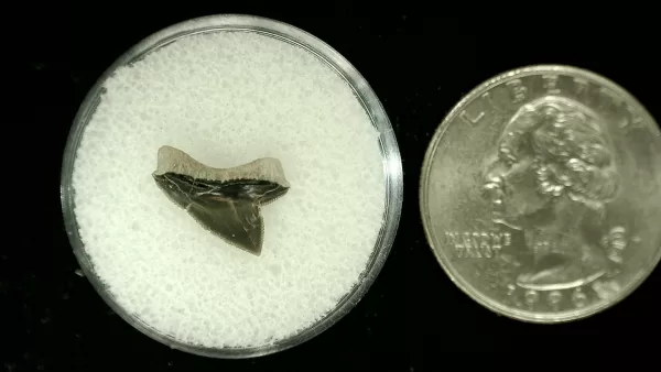 Genuine Cretaceous Age Squalicorax Shark Tooth From Texas For Sale #48