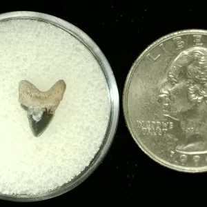 Genuine Cretaceous Age Squalicorax Shark Tooth From Texas For Sale #5