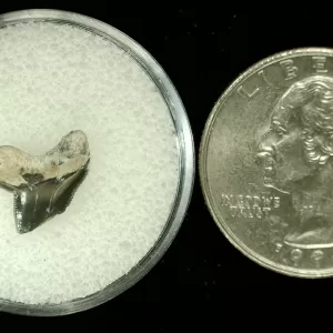 Genuine Cretaceous Age Squalicorax Shark Tooth From Texas For Sale #6