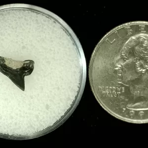 Genuine Cretaceous Age Squalicorax Shark Tooth From Texas For Sale #7