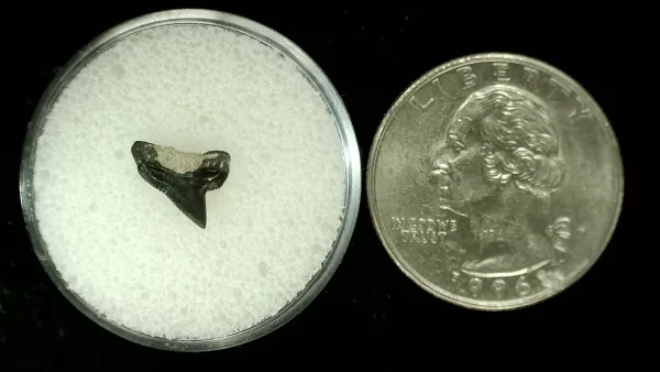 Genuine Cretaceous Age Squalicorax Shark Tooth From Texas For Sale #7