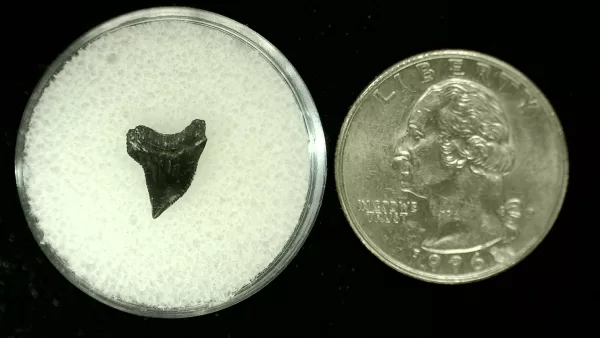 Genuine Cretaceous Age Squalicorax Shark Tooth From Texas For Sale #8