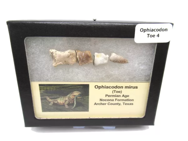 Genuine Permian Age Ophiacodon mirus Toe From Texas For Sale #4