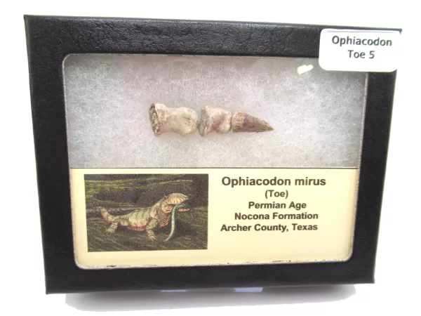 Genuine Permian Age Ophiacodon mirus Toe From Texas For Sale #5