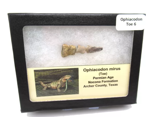 Genuine Permian Age Ophiacodon mirus Toe From Texas For Sale #6