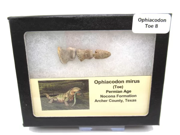 Genuine Permian Age Ophiacodon mirus Toe From Texas For Sale #8