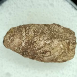 Genuine Permian Age Reptile Coprolite Fossil for Sale from Texas #15