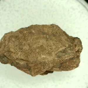 Genuine Permian Age Reptile Coprolite Fossil for Sale from Texas #22