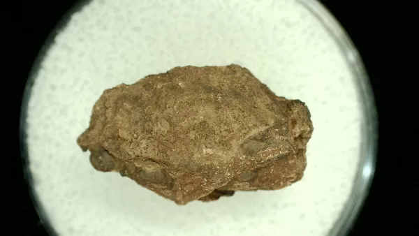 Genuine Permian Age Reptile Coprolite Fossil for Sale from Texas #22