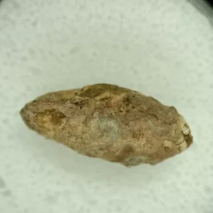 Genuine Permian Age Reptile Coprolite Fossil for Sale from Texas #23