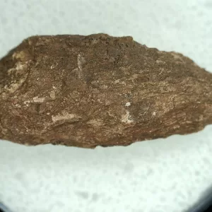 Genuine Permian Age Reptile Coprolite Fossil for Sale from Texas #26