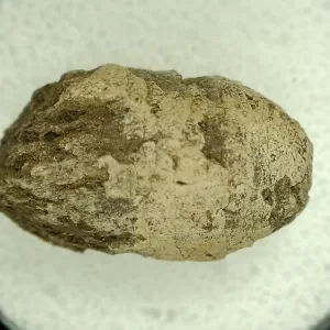 Genuine Permian Age Reptile Coprolite Fossil for Sale from Texas #27