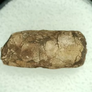 Genuine Permian Age Reptile Coprolite Fossil for Sale from Texas #29