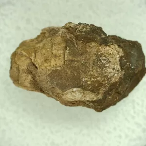 Genuine Permian Age Reptile Coprolite Fossil for Sale from Texas #30