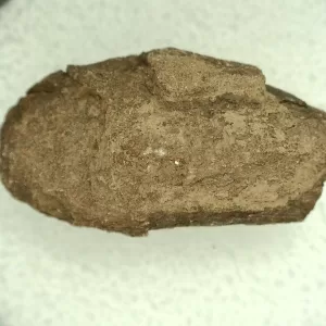 Genuine Permian Age Reptile Coprolite Fossil for Sale from Texas #31