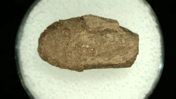 Genuine Permian Age Reptile Coprolite Fossil for Sale from Texas #31