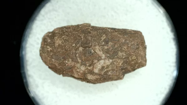 Genuine Permian Age Reptile Coprolite Fossil for Sale from Texas #31a