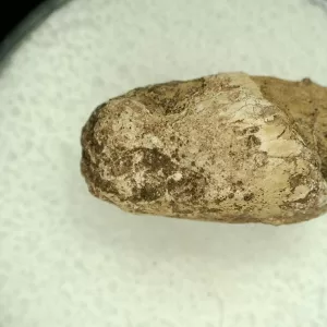 Genuine Permian Age Reptile Coprolite Fossil for Sale from Texas #32