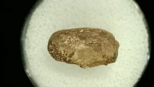 Genuine Permian Age Reptile Coprolite Fossil for Sale from Texas #32a