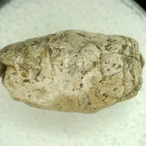 Genuine Permian Age Reptile Coprolite Fossil for Sale from Texas #34