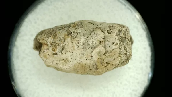 Genuine Permian Age Reptile Coprolite Fossil for Sale from Texas #34