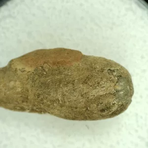 Genuine Permian Age Reptile Coprolite Fossil for Sale from Texas #36